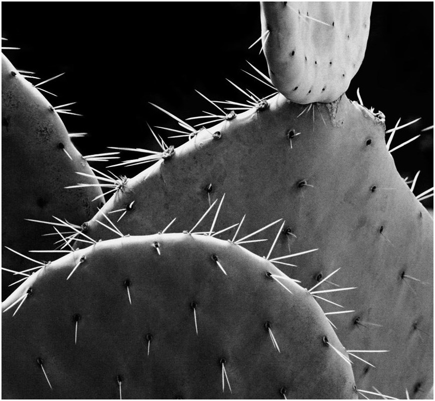 photo "cactus - 3 -" tags: nature, black&white, 