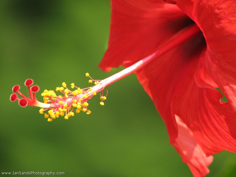 photo "***" tags: nature, flowers