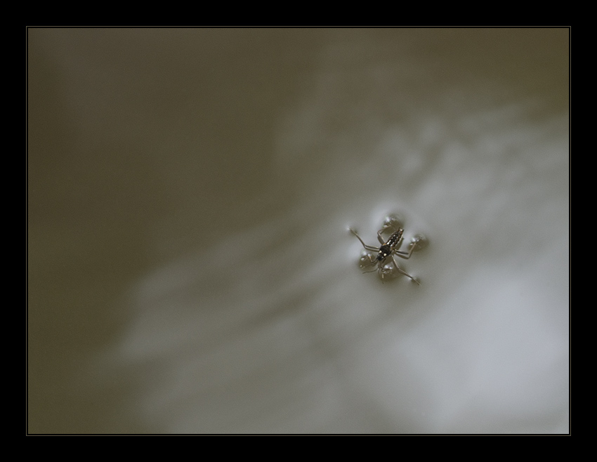 photo "interference" tags: nature, insect