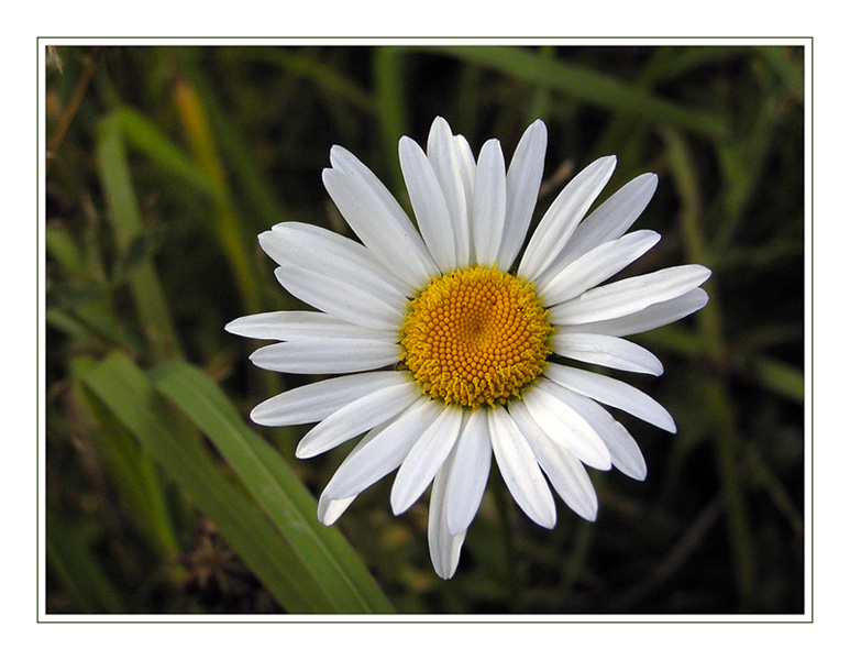 photo "Happy birthday,  Walt!" tags: nature, macro and close-up, flowers