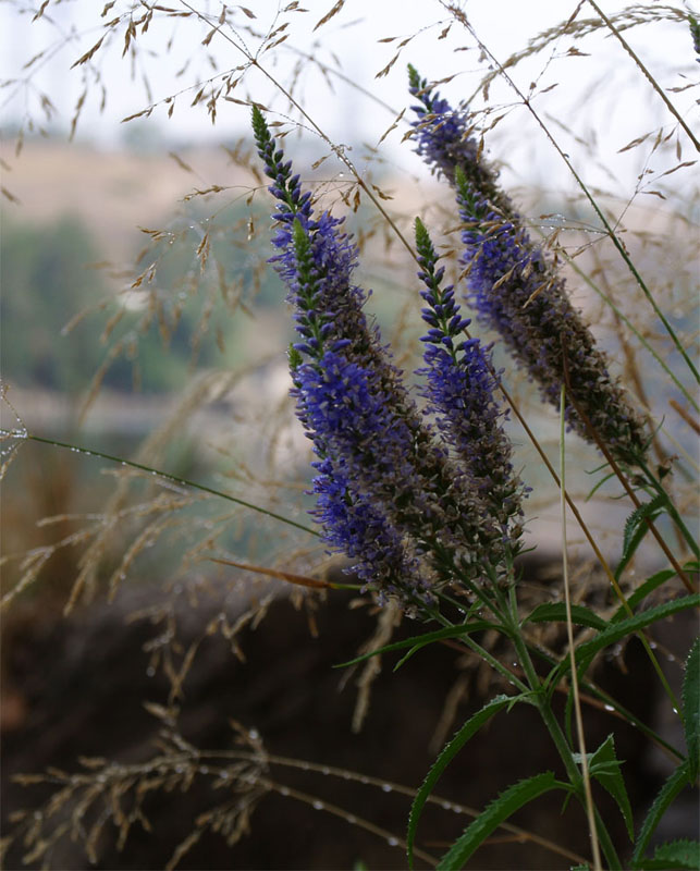 photo "***" tags: nature, macro and close-up, flowers