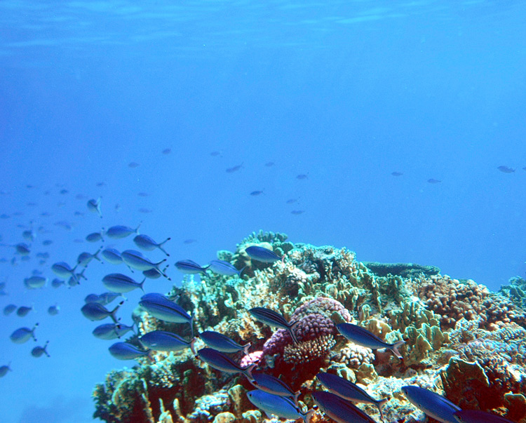 фото "Red Sea" метки: пейзаж, вода