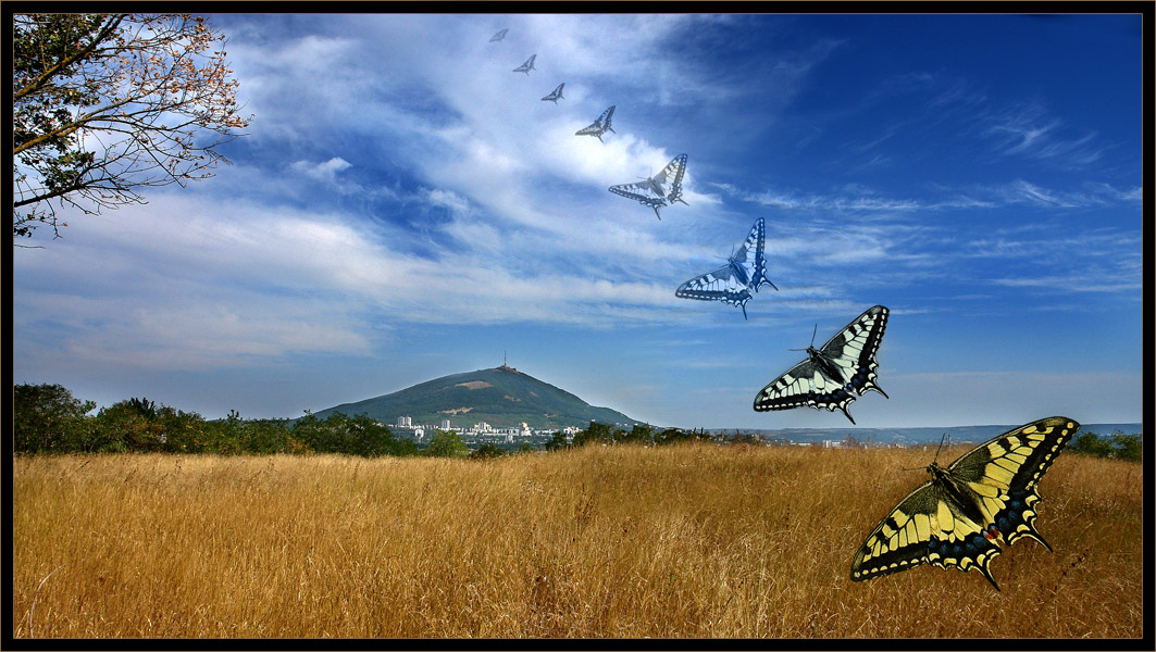 photo "Summer flies off..." tags: landscape, montage, 