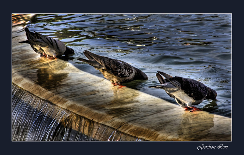 фото "Water" метки: пейзаж, природа, вода, насекомое