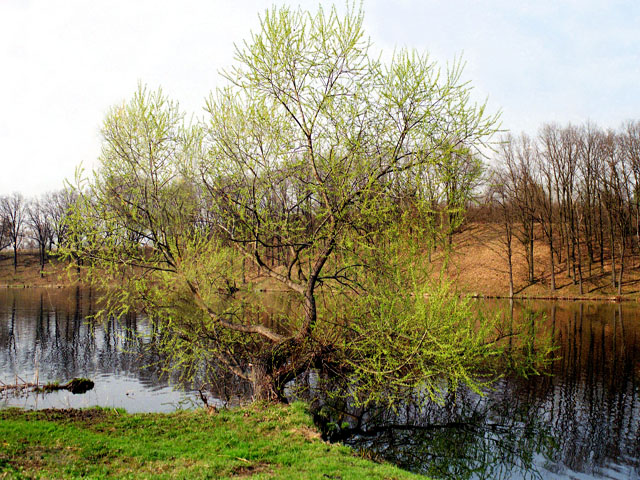 photo "***" tags: landscape, spring