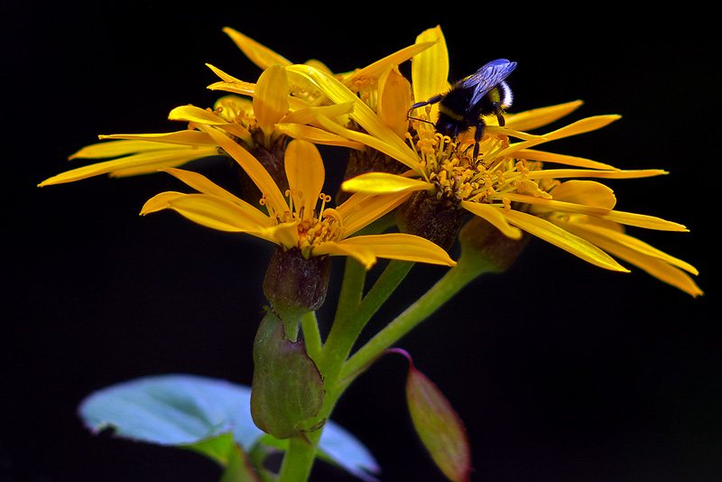 photo "***" tags: macro and close-up, nature, flowers