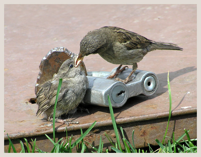 photo "Sparrow apartment" tags: nature, wild animals