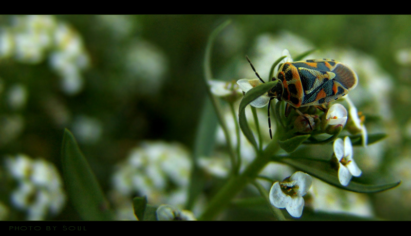 photo "***" tags: macro and close-up, nature, insect