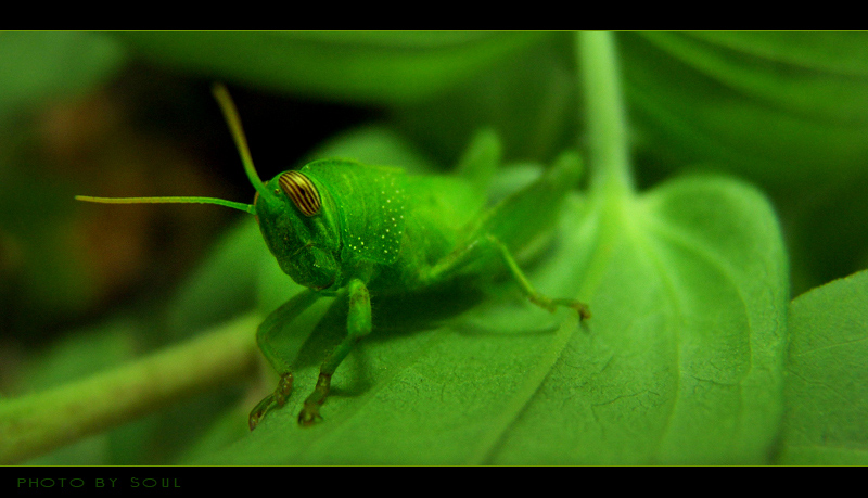 photo "***" tags: macro and close-up, nature, insect