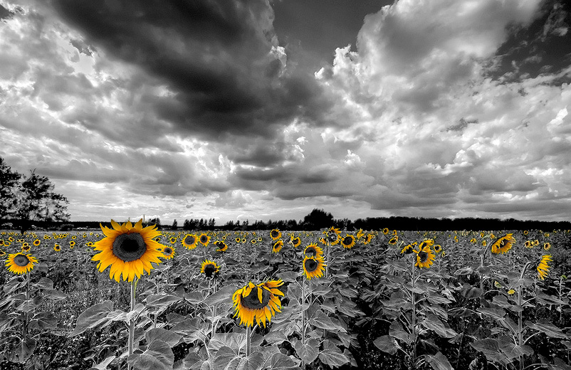 photo "*" tags: landscape, clouds, summer