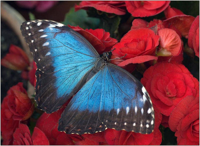 photo "Morpho vitrea" tags: macro and close-up, nature, insect