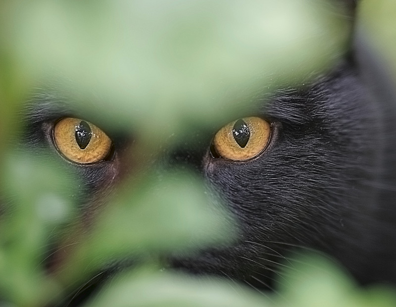 фото "Обычный домашний кот в засаде..." метки: природа, домашние животные