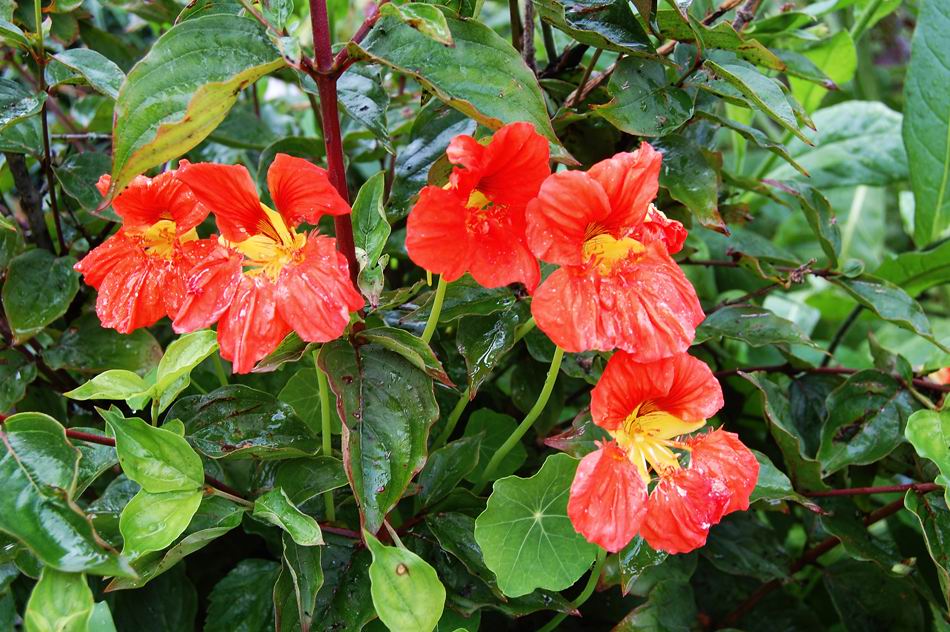 photo "***" tags: nature, flowers