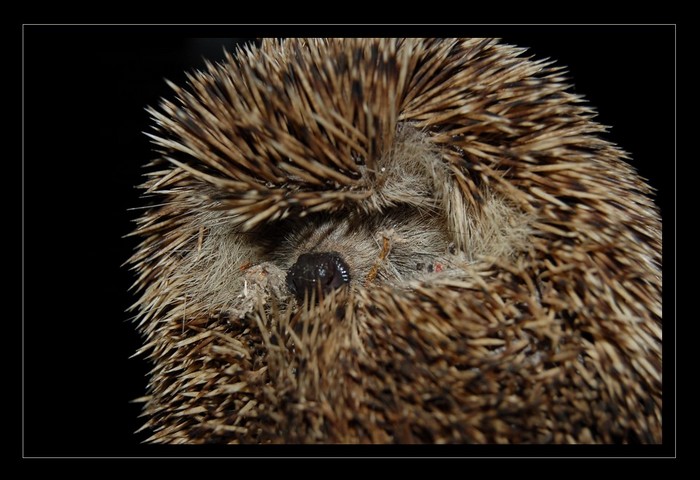 фото "The night visitor" метки: природа, домашние животные