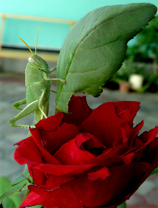 photo "***" tags: nature, insect