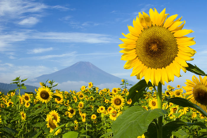фото "Sunflower Mountain" метки: пейзаж, природа, лето, цветы