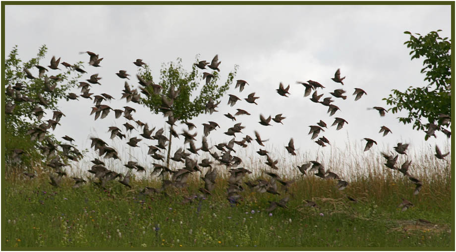 фото "Flock of birds" метки: природа, 