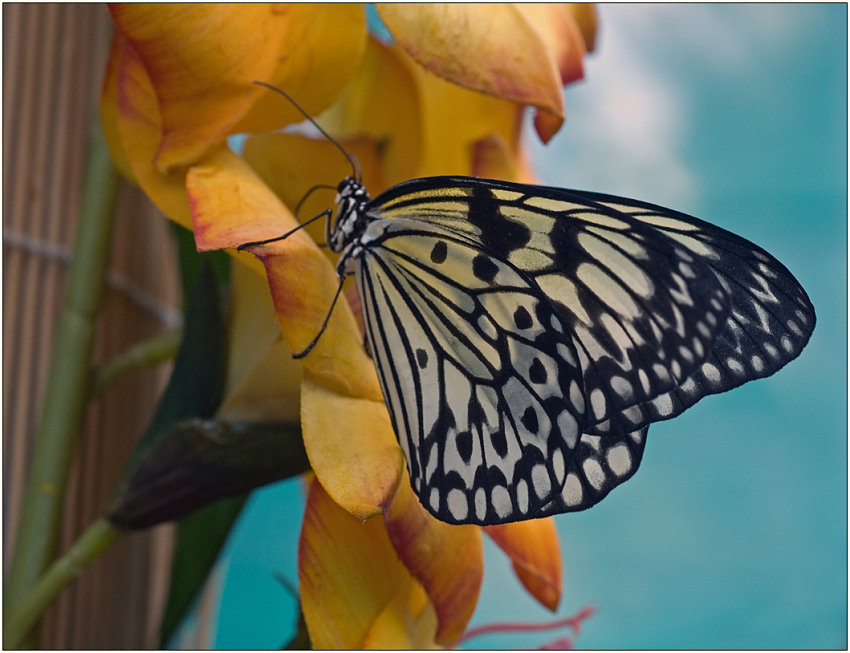 photo "Idea leuconoe" tags: macro and close-up, nature, insect