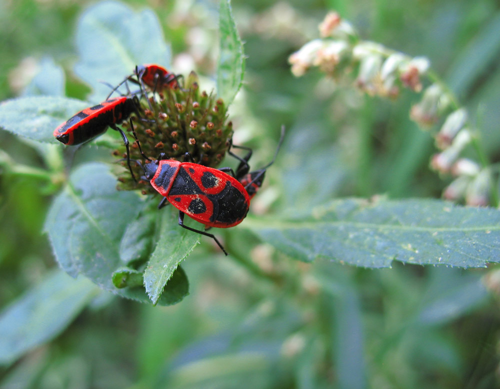 photo "***" tags: nature, macro and close-up, insect