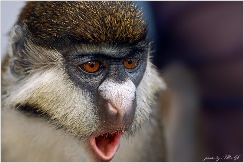 photo "***" tags: nature, wild animals