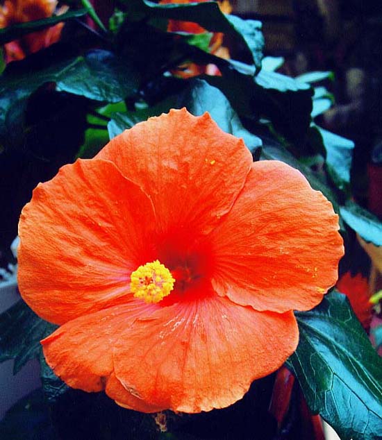 photo "" Hibiscus "" tags: macro and close-up, nature, flowers