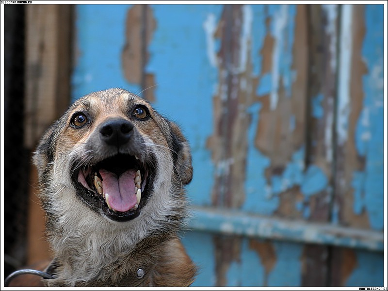 photo "haPPy dOg" tags: nature, pets/farm animals