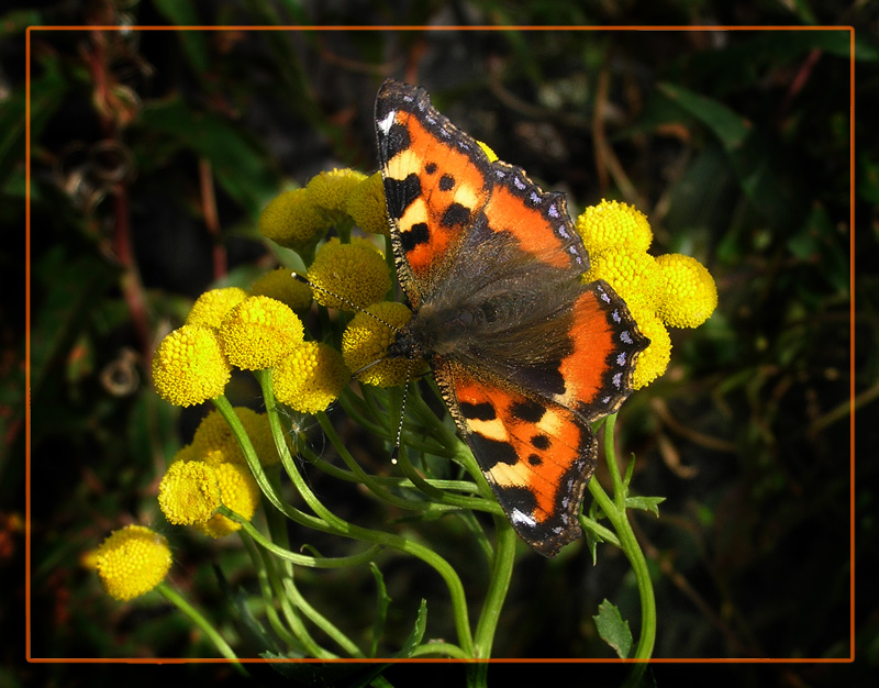 photo "Just butterfly..." tags: nature, macro and close-up, insect