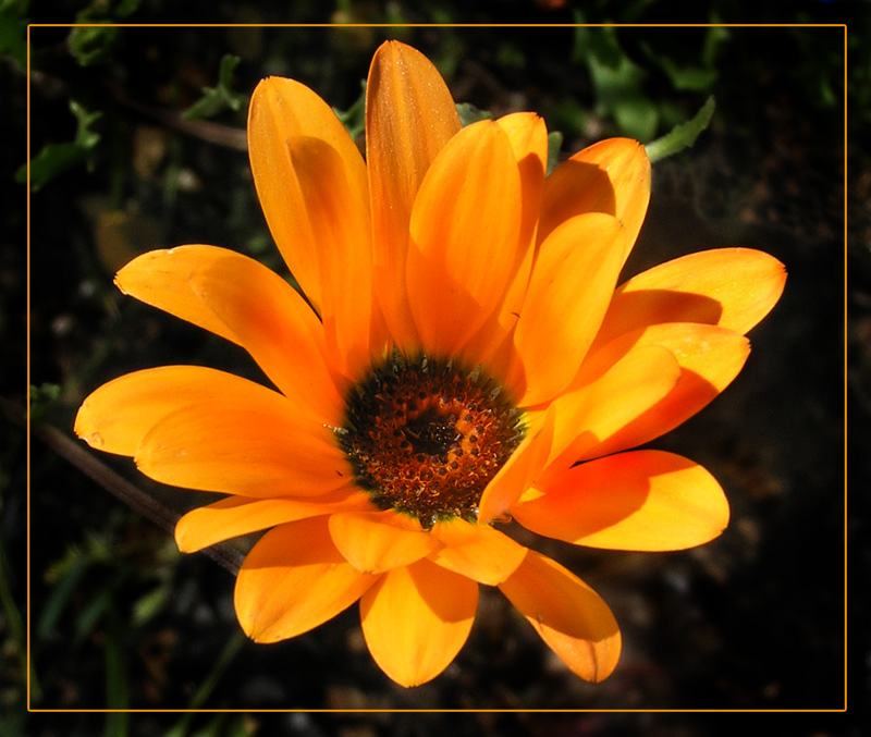 фото "Оранжевый..." метки: природа, макро и крупный план, цветы