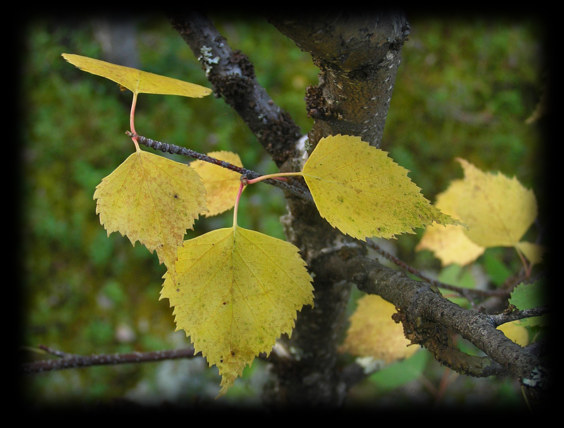 photo "Fall" tags: macro and close-up, nature, flowers