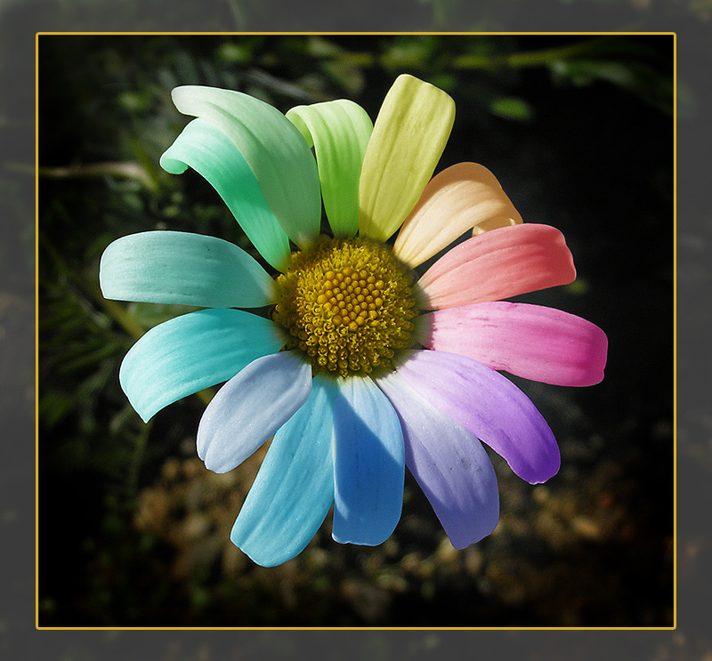 photo "Color-flower" tags: montage, nature, flowers