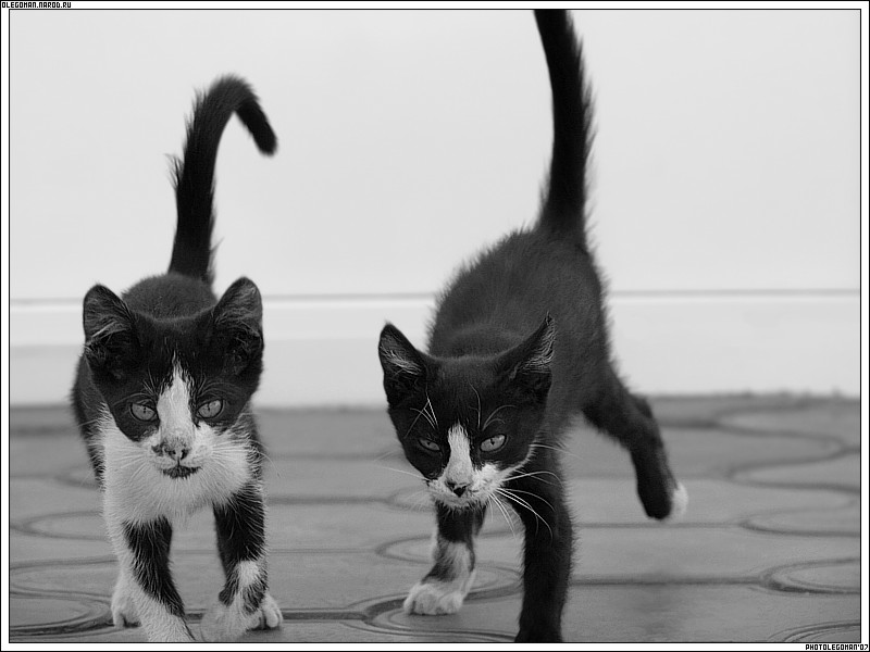 photo "Gansta catS" tags: nature, pets/farm animals