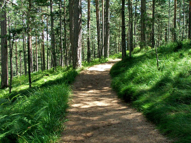 photo "Ready to run?" tags: landscape, forest