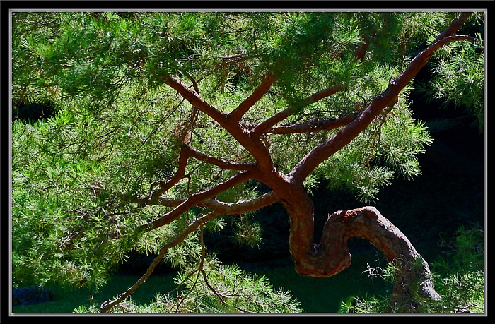 photo "Pine In Sunlight" tags: landscape, nature, flowers, summer