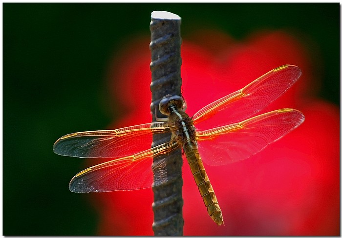 photo "DF and Red" tags: nature, insect