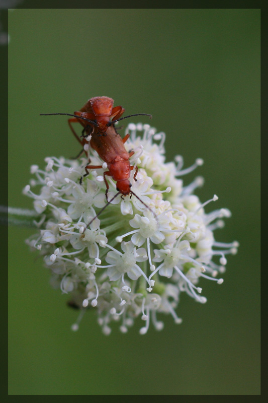 фото "Кругосветное путешествие" метки: макро и крупный план, природа, насекомое