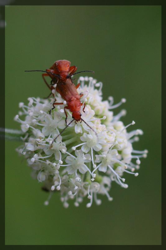 photo "***" tags: macro and close-up, nature, insect