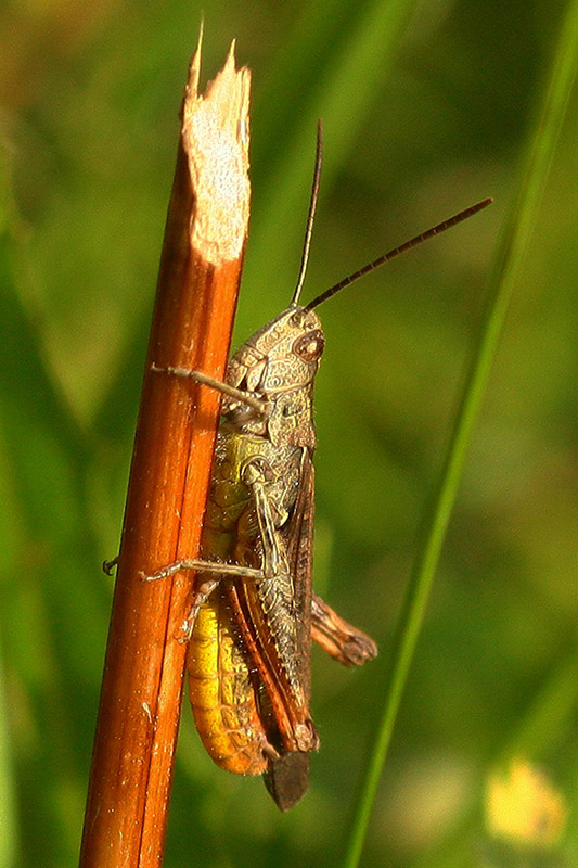 photo "***" tags: macro and close-up, nature, insect