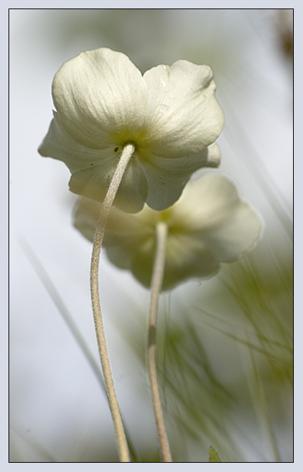 photo "Don't go away..." tags: nature, flowers