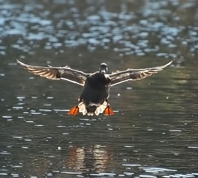 фото "Landing" метки: природа, дикие животные