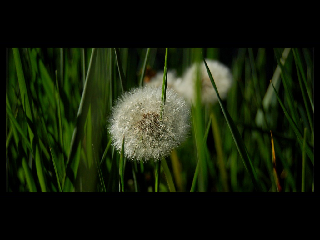 photo "puff-ball" tags: nature, flowers