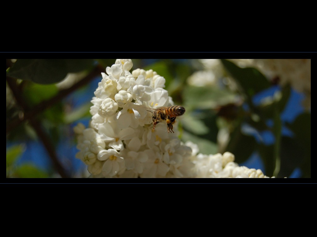 фото "Diligent bee" метки: природа, насекомое