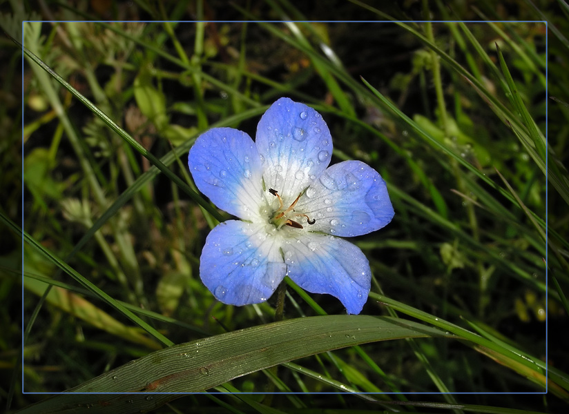 photo "Blue flower" tags: macro and close-up, nature, flowers