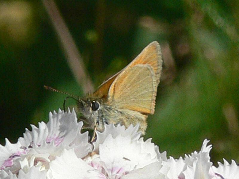 photo "***" tags: nature, insect