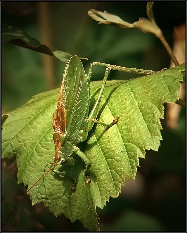 photo "Look down" tags: macro and close-up, nature, insect