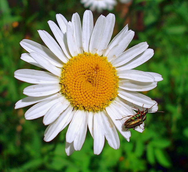 photo "***" tags: nature, macro and close-up, flowers