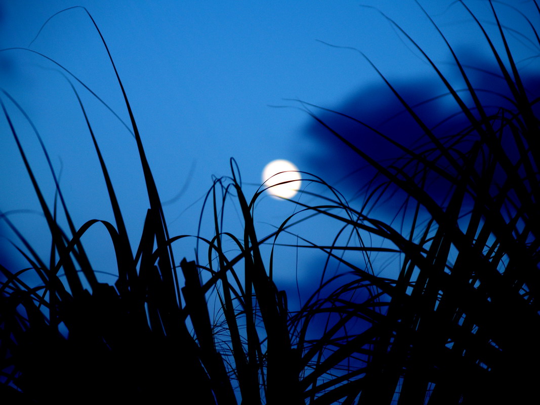 photo "The  Tropical Moon" tags: landscape, night