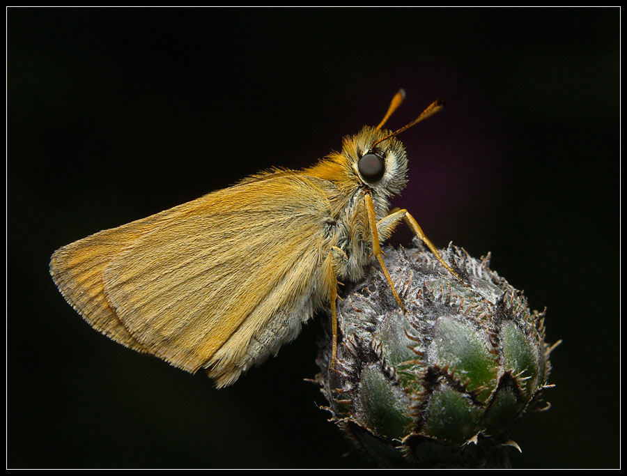 photo "***" tags: nature, macro and close-up, insect