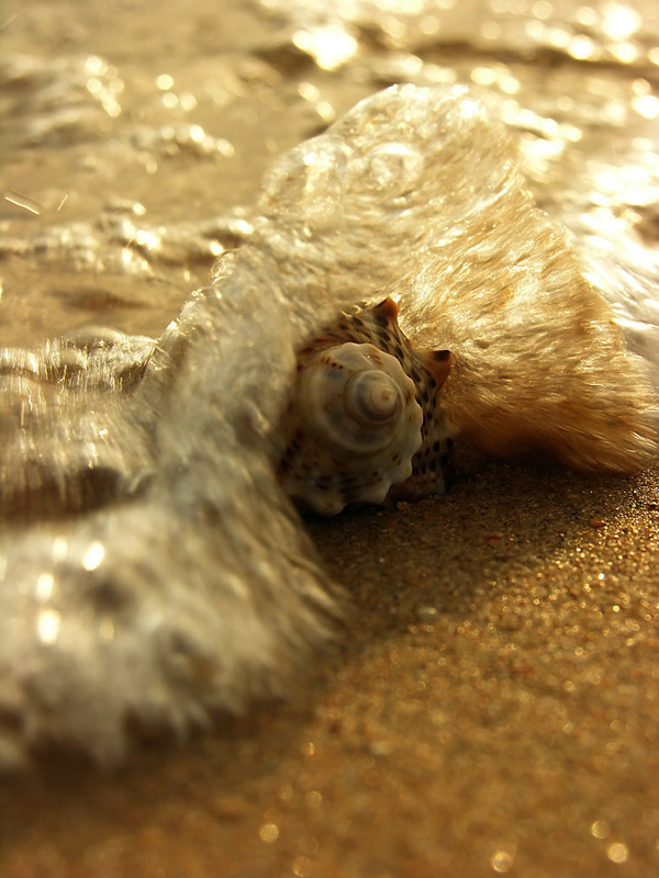 photo "Shells on the edge of the sea" tags: travel, macro and close-up, 