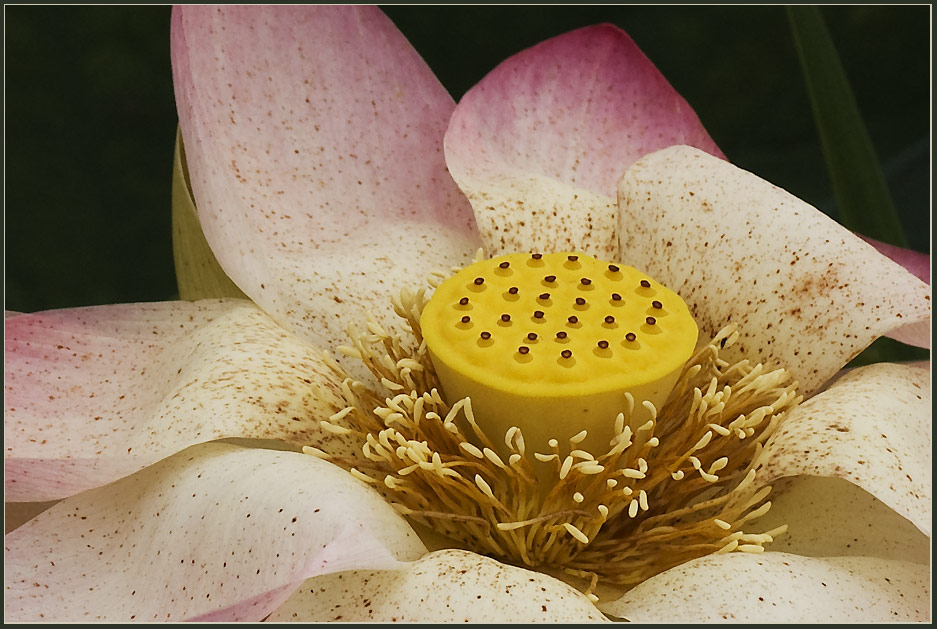 фото "Lotus-Macro" метки: природа, натюрморт, цветы
