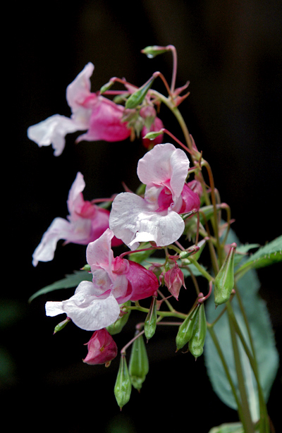 photo "***" tags: nature, flowers